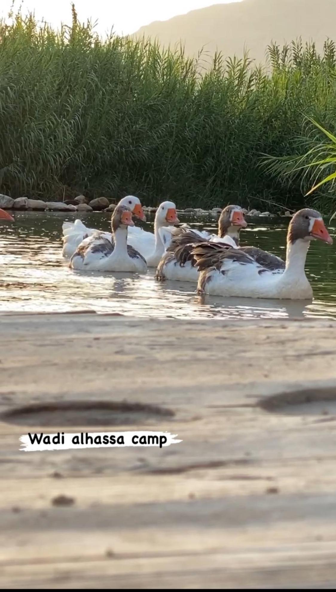 Отель Wadi Al-Hassa Camp Khawkhah Экстерьер фото